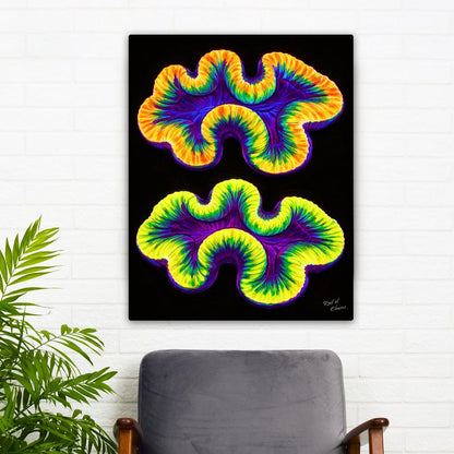 Two Trachyphilla Corals