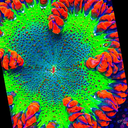 Vibrant Rockflower Anemone