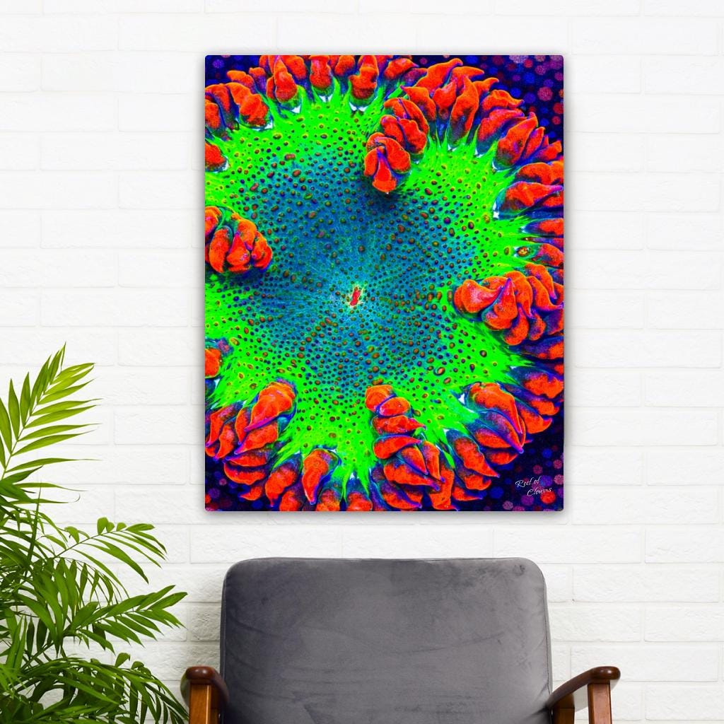 Vibrant Rockflower Anemone