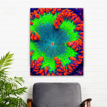 Vibrant Rockflower Anemone