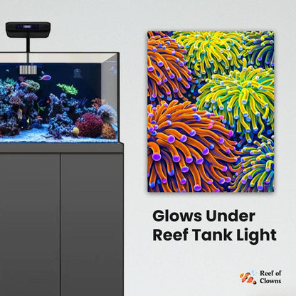 Torch Coral Garden