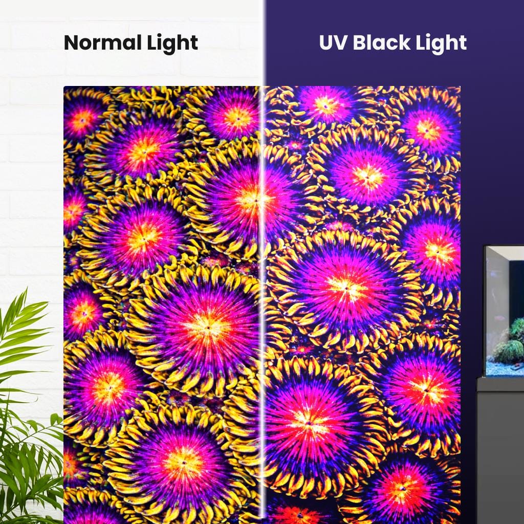 Vivid Nightmare Zoanthids