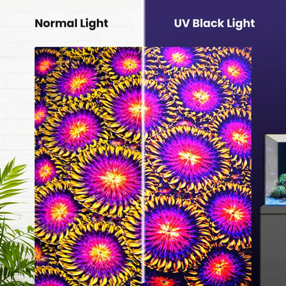 Vivid Nightmare Zoanthids