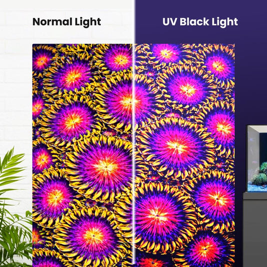 Vivid Nightmare Zoanthids