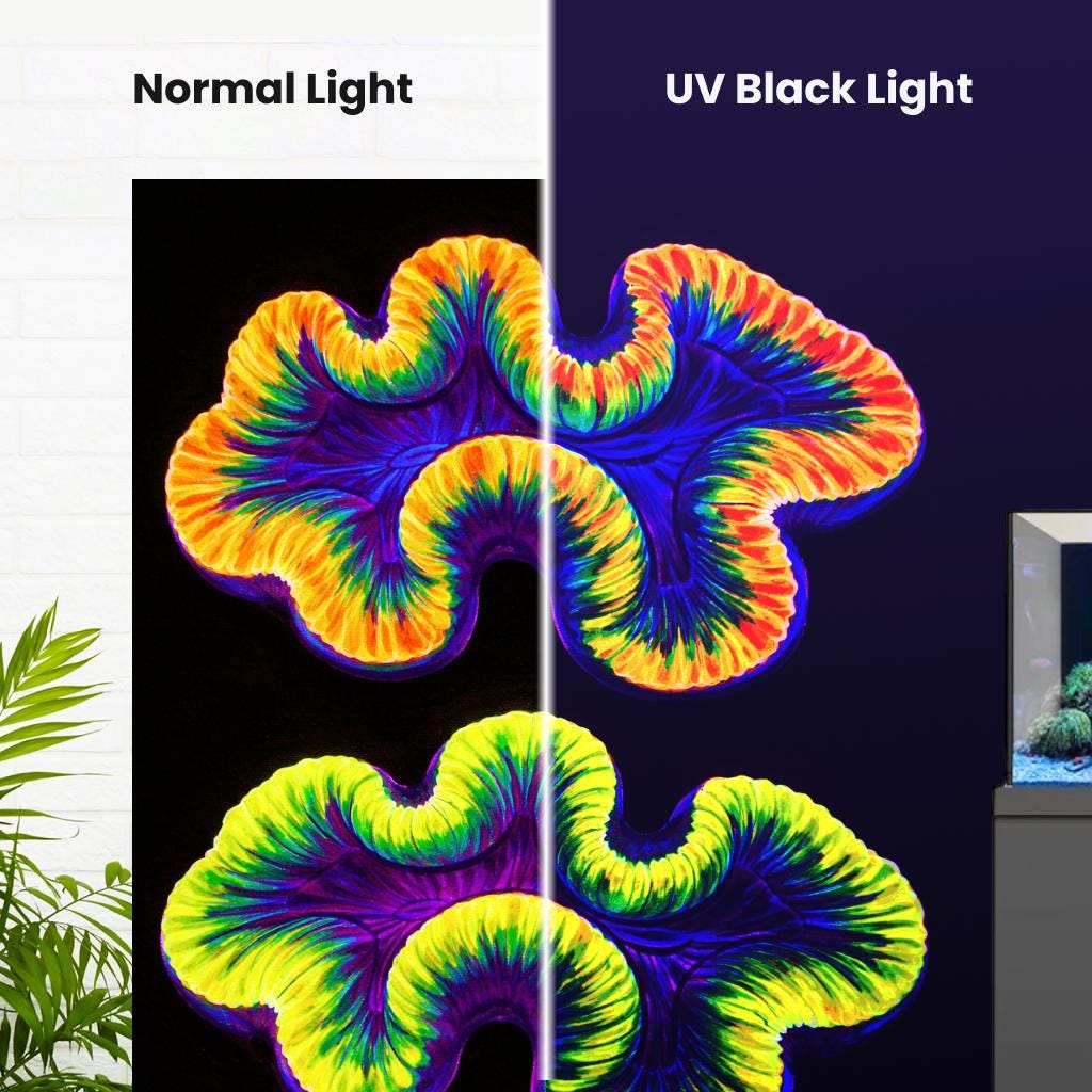 Two Trachyphilla Corals