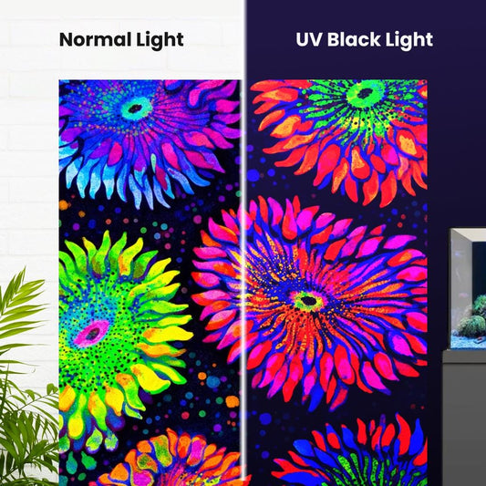 Rockflower Anemone Garden