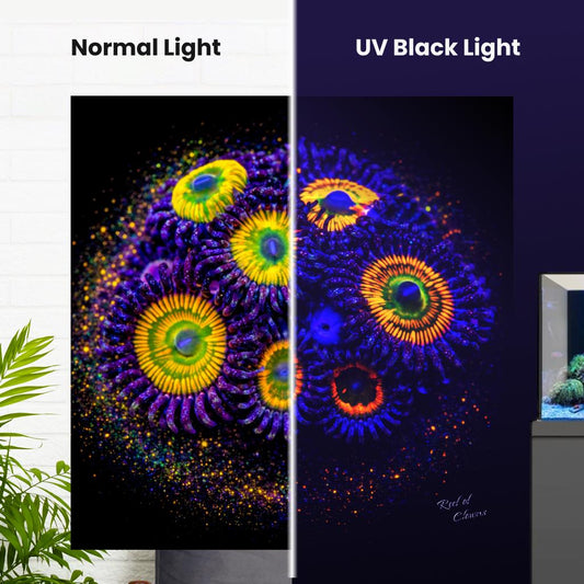 Sunny D Zoanthid Coral