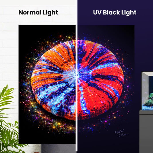 War Paint Scoly Coral