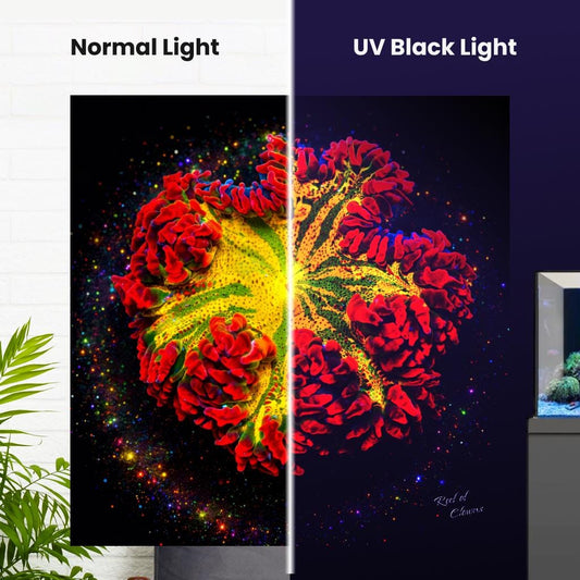 Red Rockflower Anemone