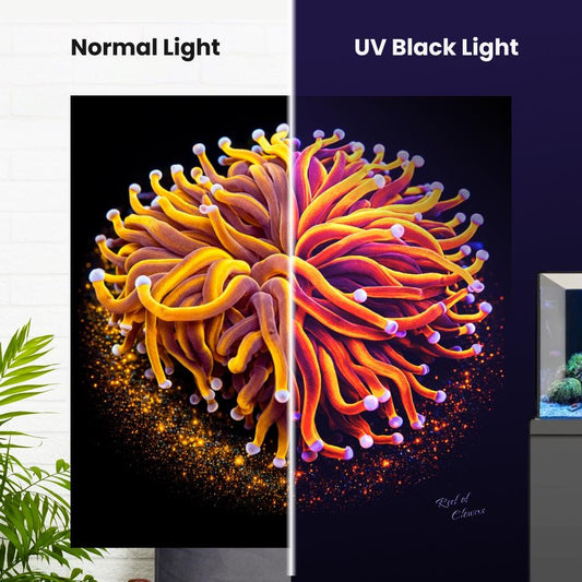 24K Gold Torch Coral