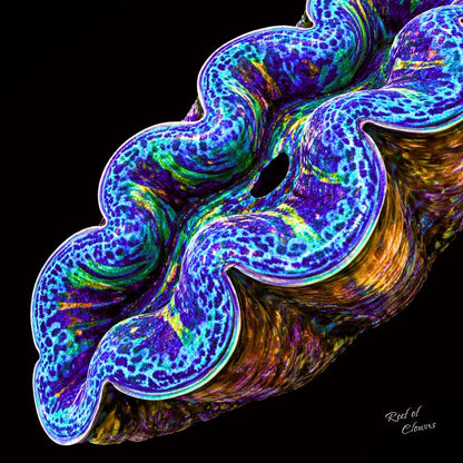 Crocea Clam