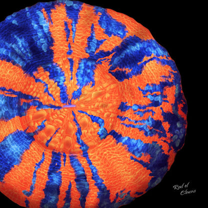 War Paint Scoly Coral