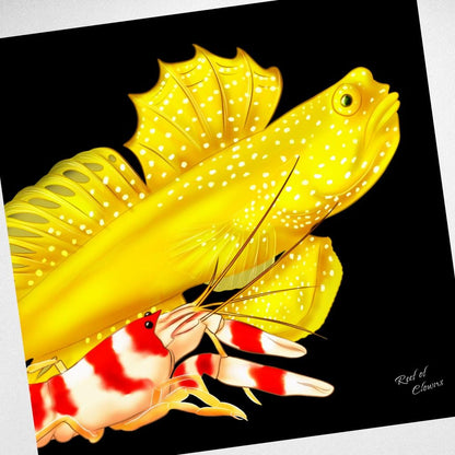 Watchman Goby and Pistol Shrimp