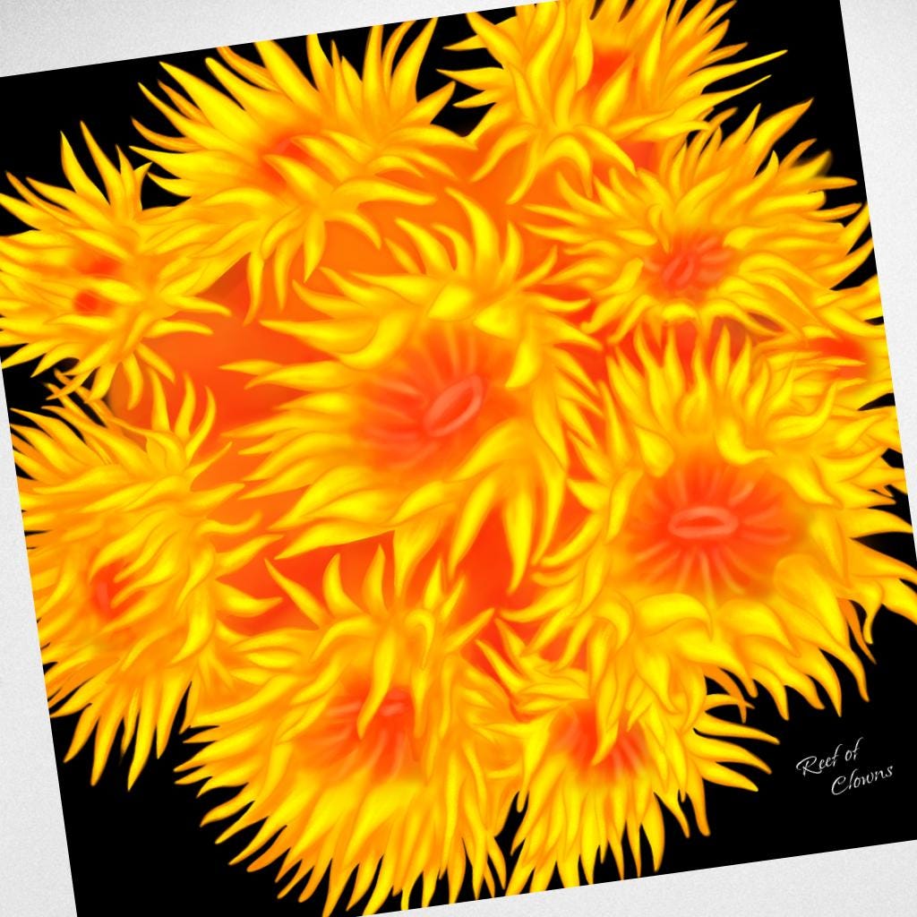 Sun Coral