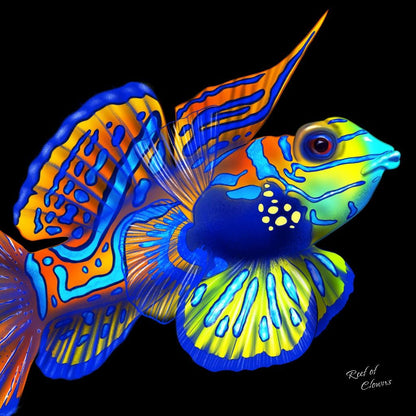 Mandarin Goby