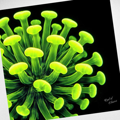 Neon Hammer Coral