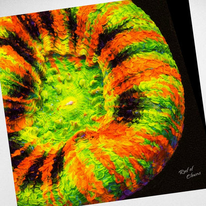 Scolymia Coral