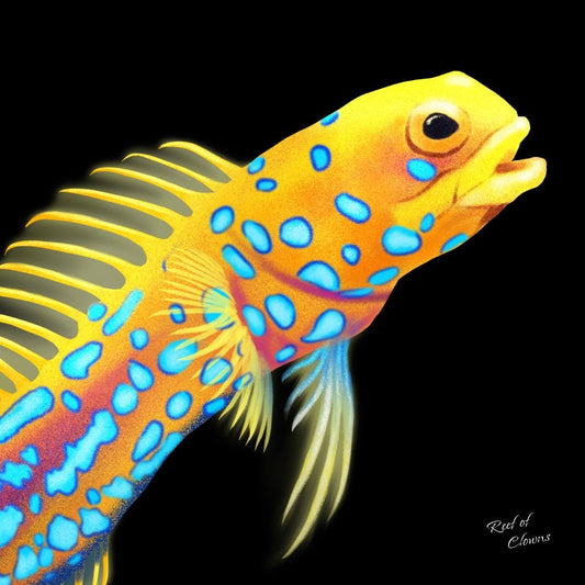 Blue Dotted Jawfish