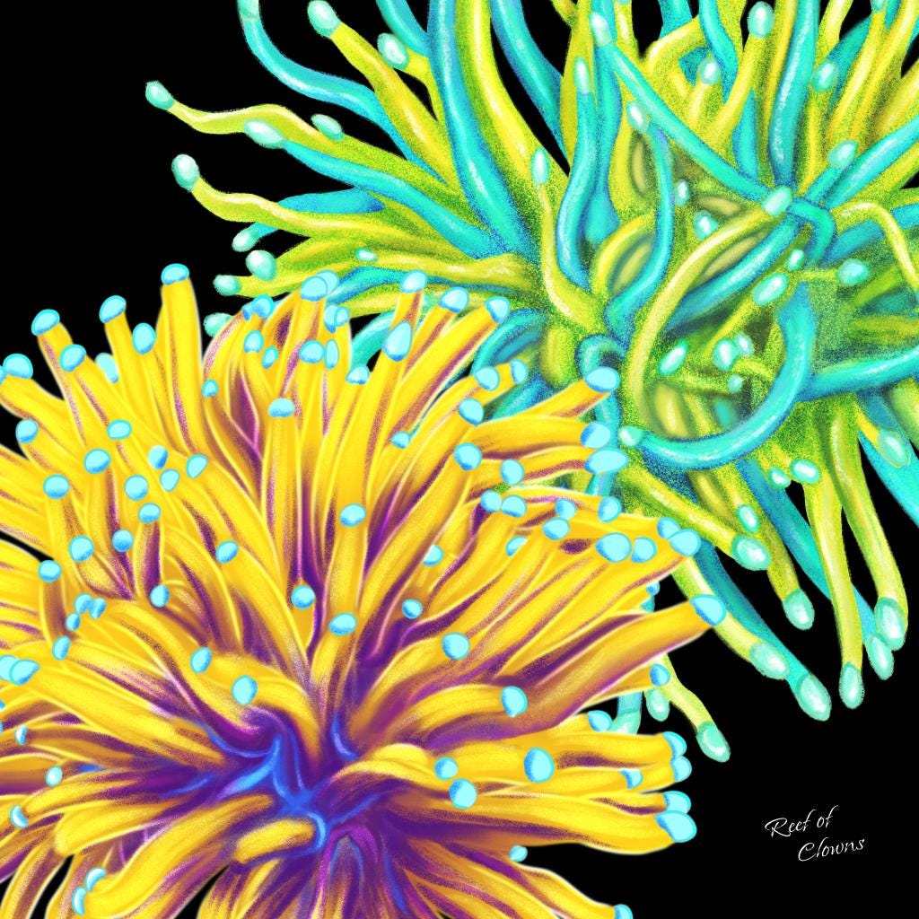 Torch Coral Garden