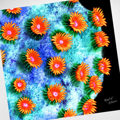 Meteor Shower Cyphastrea