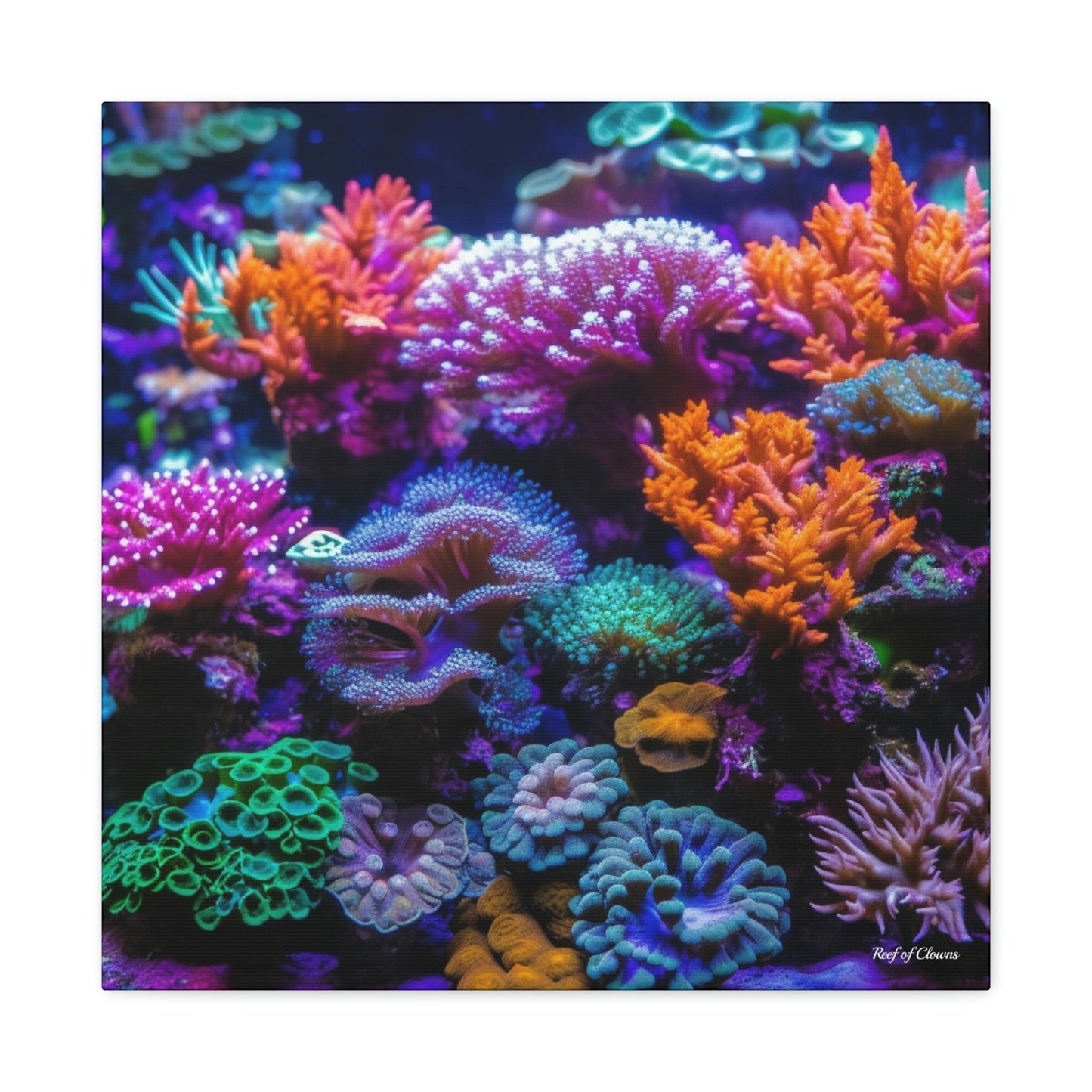 Amazing Coral Aquascape - Reef of Clowns