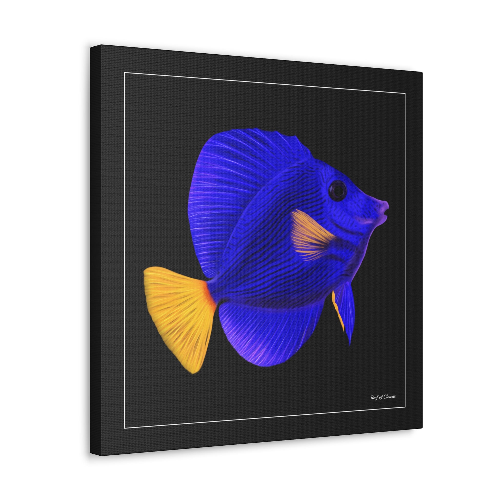 Purple Tang - Reef of Clowns LLC