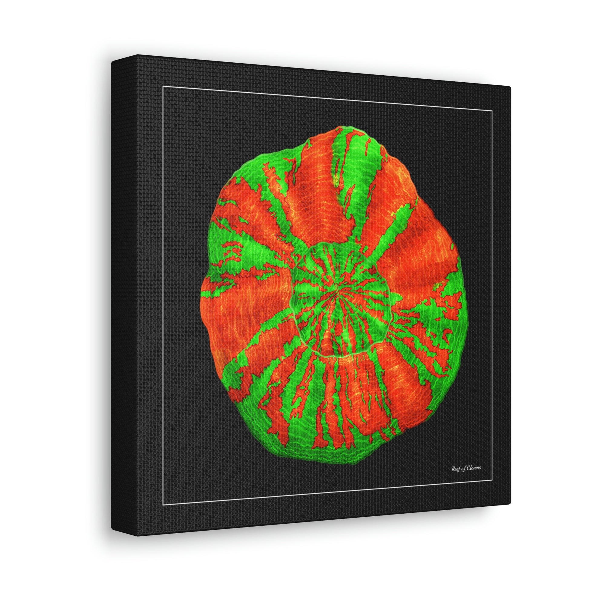 Bleeding Apple Scoly Coral (Canvas Art) - Reef of Clowns