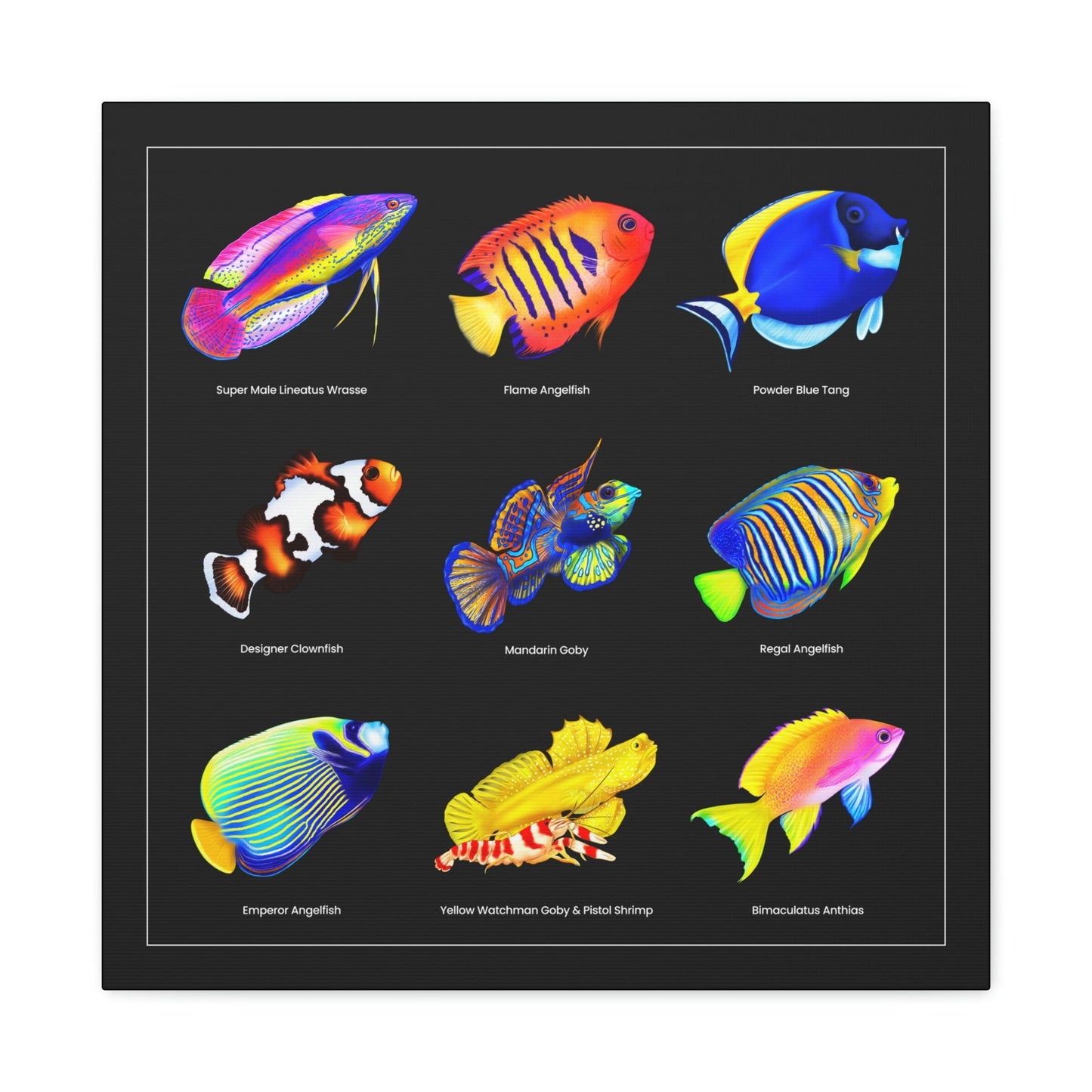 Saltwater Fish Collection - Reef of Clowns