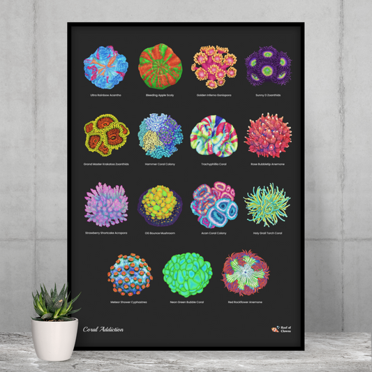15 Hand-drawn Based Coral Poster (Vertical) - Reef of Clowns