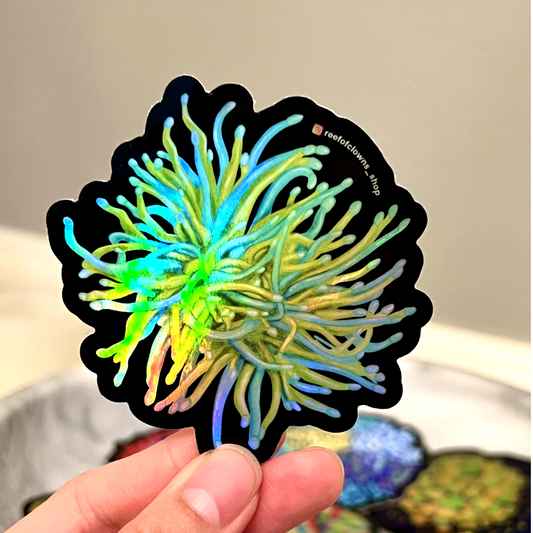 Holy Grail Torch Coral Sticker (Holographic) - Reef of Clowns