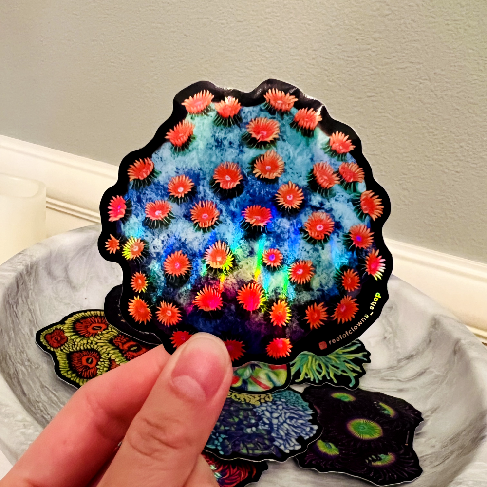 Meteor Shower Cyphastrea Sticker (Holographic) - Reef of Clowns