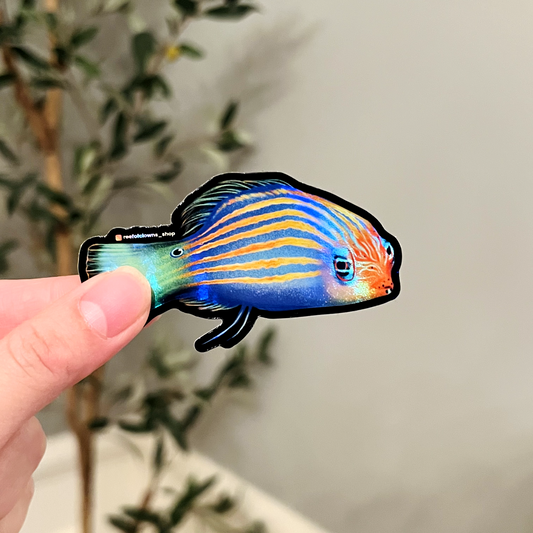 Six-line Wrasse (Holographic) - Reef of Clowns
