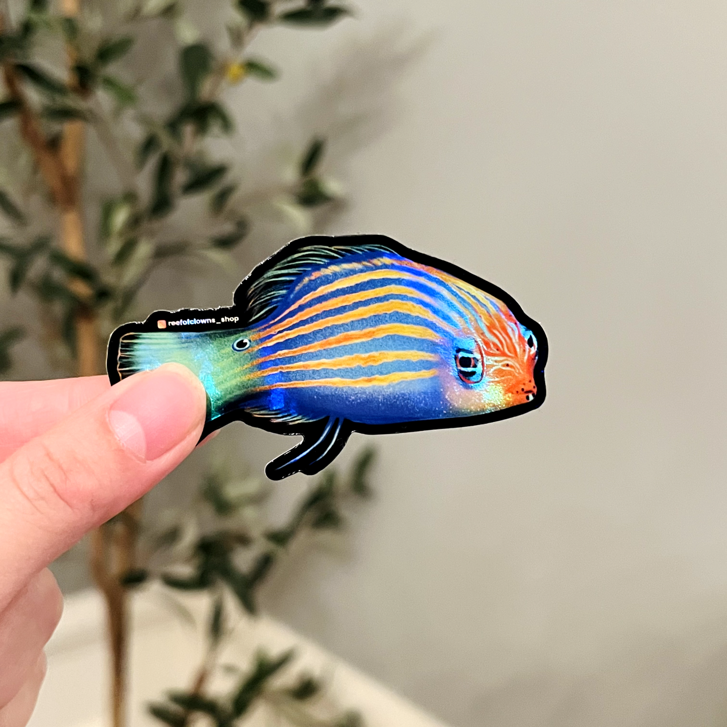 Six-line Wrasse (Holographic) - Reef of Clowns
