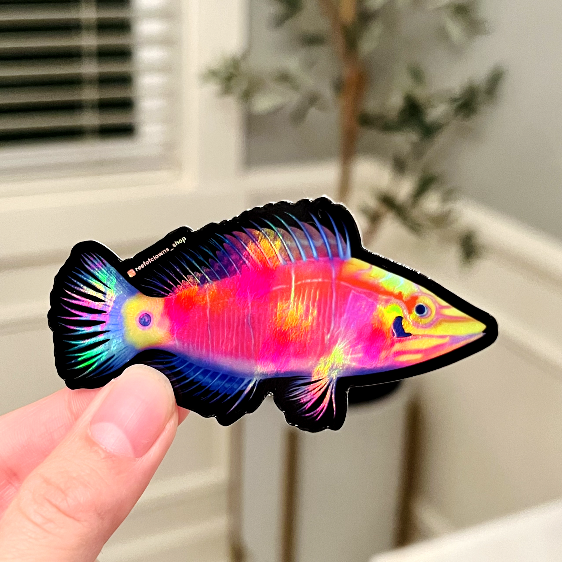 Mystery Wrasse (Holographic) - Reef of Clowns