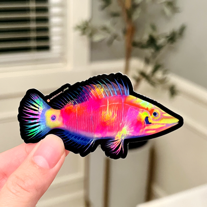 Mystery Wrasse (Holographic) - Reef of Clowns