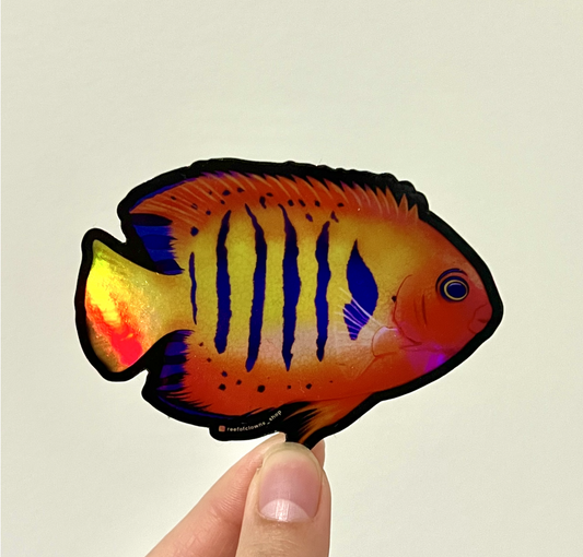 Flame Angelfish (Holographic) - Reef of Clowns