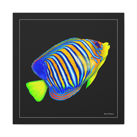 Regal Angelfish - Reef of Clowns